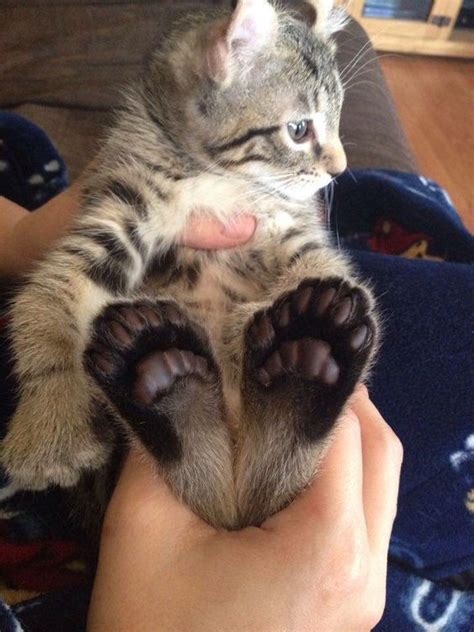 Cat Facts Why Do So Many Cats Have Extra Toes Cattime Cats