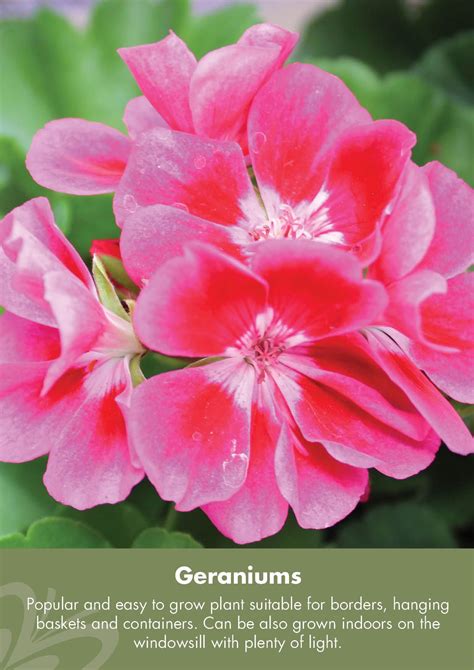 Geraniums Popular And Easy To Grow Can Also Be Grown