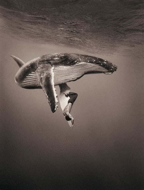 Картинки по запросу Gregory Colbert Underwater Photography Wildlife