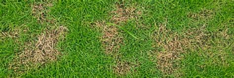 How To Control Brown Patch Solutions Pest And Lawn