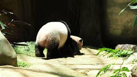 Panda Cub In Malaysia Zootopia Youtube