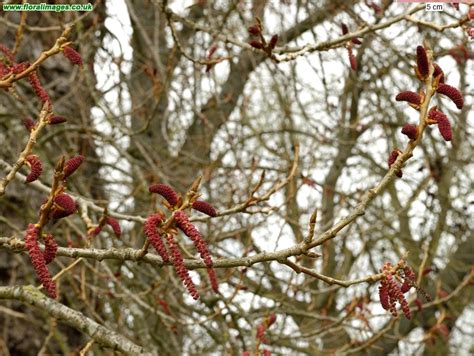 Populus Nigra Picture 3 Of 16