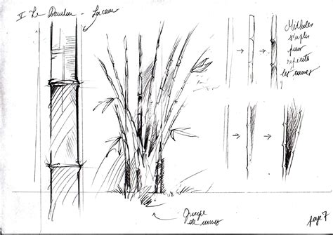 Le Bambou Bamboo Comment Dessiner Le Bambou How To Draw The Bamboo