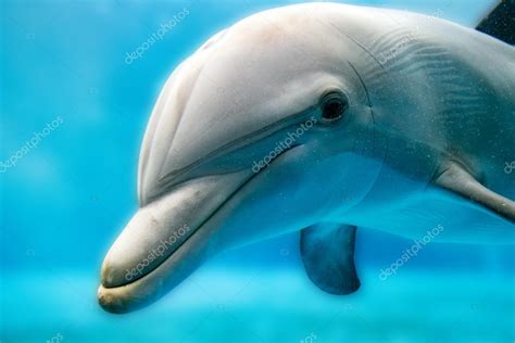 Dolphin Smiling Eye Close Up Portrait Stock Photo By ©izanbar 108055948