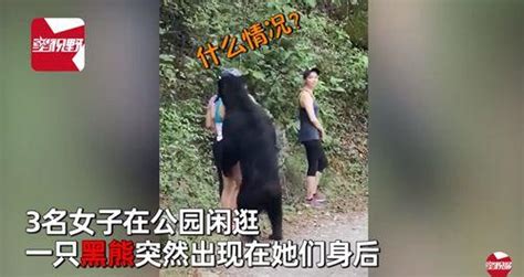 3名女子路遇黑熊被熊抱 冷静应对最终脱险 中国网