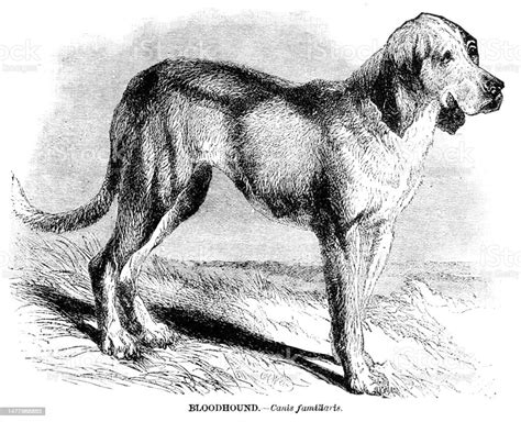 Bloodhound Engraving Illustration 1892 Stock Illustration Download