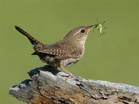 Most common birds in northern utah. House Wren - House Wren - Tim Avery Birding.com Photos ...