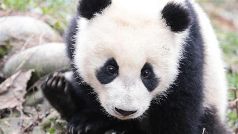 Bbc Earth Why We Really Should Save Giant Pandas