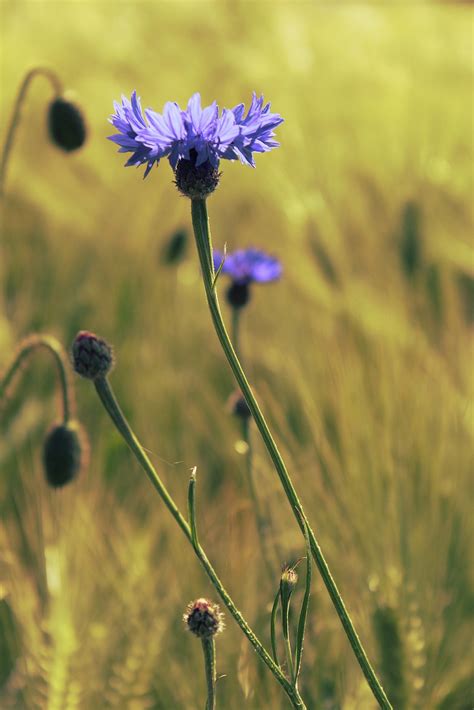 Free Images Nature Blossom Meadow Prairie Flower Bloom Summer