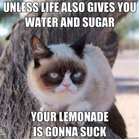 30 Most Funny Grumpy Cat Pictures And Memes