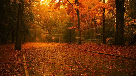 Autumn Leaves Road Path Hd Wallpaper
