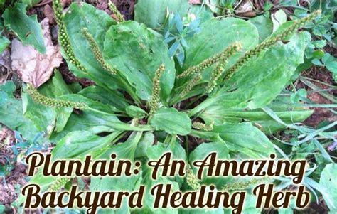 Plantain A Healing Herb In Your Backyard Healing Herbs Herbs Plantains