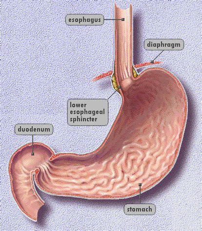Pin on Anatomy