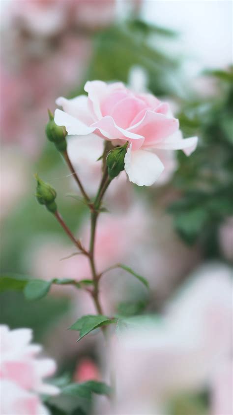 Download Wallpaper 1080x1920 Rose Pink Flower Buds Bloom Samsung