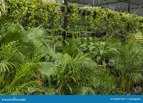 Greenhouse Full Of Green Plants Stock Image Image Of Leaves Botanic
