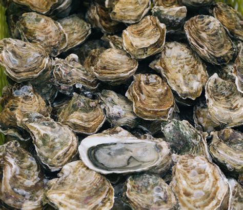 Oyster Shell Pictures Download Free Images On Unsplash