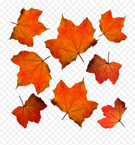 Fall Leaves Leaf Isolated Orange Hojas De Color Naranja Emojifalling