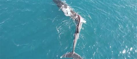 Dlaczego ten wieloryb tak wygląda Nie tylko ludzie mają cierpią na