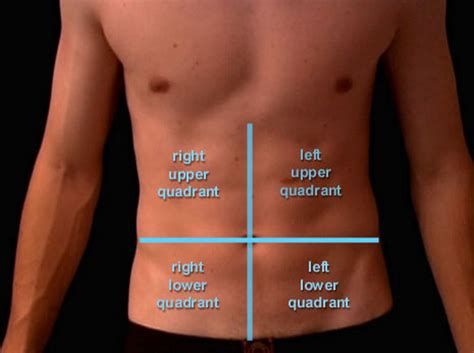 What Organs Are In Lower Back Area Filesurface Projections Of The