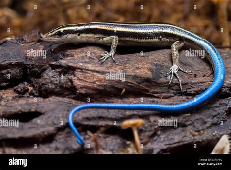 Emoia Caeruleocauda Blue Tailed Skink Commonly Known As The Pacific