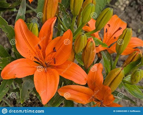 Bright Orange Fire Lily Flower And Buds Stock Image Image Of Park
