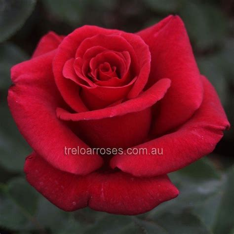 Firefighter Hybrid Tea Roses Rose Fragrant Roses