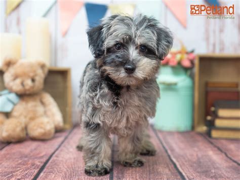 Petland Florida Has Schnoodle Puppies For Sale Check Out All Our