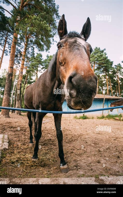 Funny Brown Horse Photographed A Wide Angle Lens Stock Photo Alamy