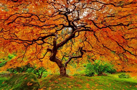 Photos Of Beautiful Trees Vast