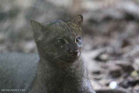 Yaguarundi El Gato Misterioso Necesita Más Conservación E
