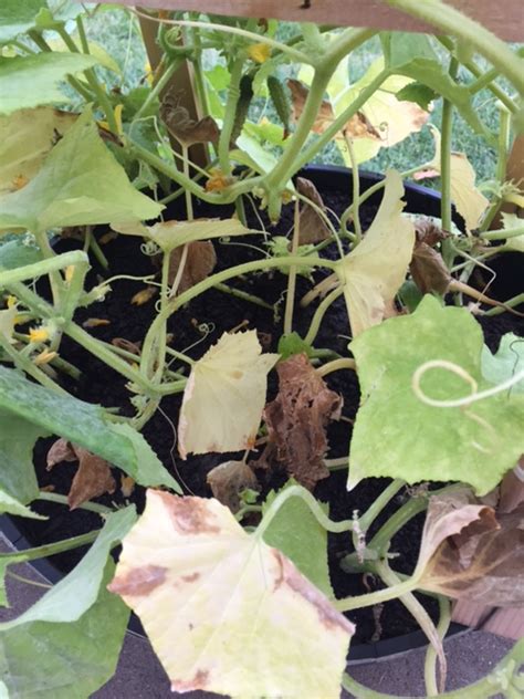 One of the main reasons that cucumber plants don't have flowers is because they are not being properly pollinated. Cucumber | Cucumber Leaves Are Dying & Turning Yellow With ...
