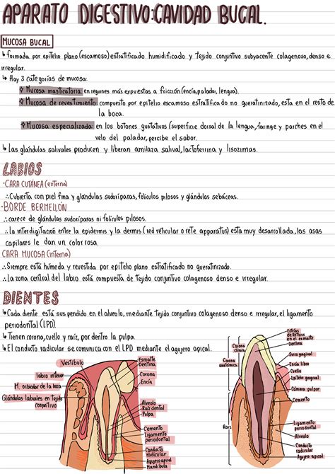 Sistema Digestivo Cavidad Bucal Histolog A Ii Studocu