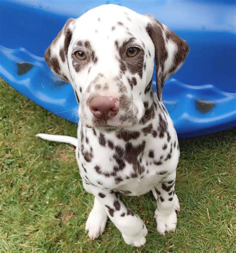 He would never argue with or contradict his boss. Dalmatian Puppies For Sale | Pennsylvania Avenue, Los Angeles, CA #255210