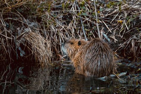 beavers engineered special exmoor dam a first in 400 years nature world news