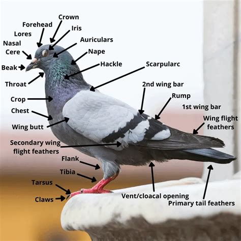 The Complete Guide To Pigeons Columbidae Pigeonpedia