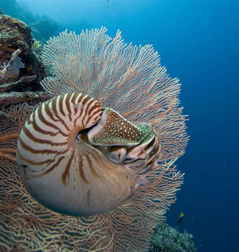 10 Of The Oldest Marine Species That Still Exist Today Nautilus Sea