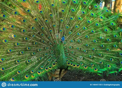 These tail feathers, or coverts, spread out in the peacock is technically a male peafowl of the genus pavo. Green Peacock With A Beautiful Tail Stock Image - Image of display, color: 140441155