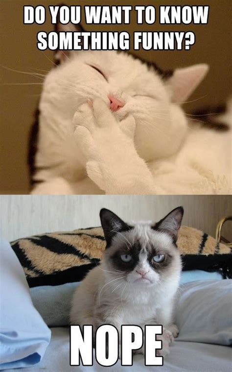 Oh Grumpy Cat You So Funny Grumpy Cat Quotes Funny Grumpy Cat Memes
