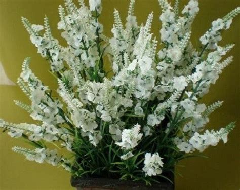 Most Fragrant 30 White Lavendula White Lavender Flower