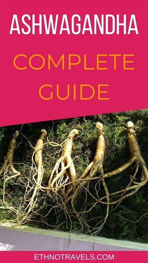 Ashwagandha Complete Guide To Whitania Somnifera Ethno Travels