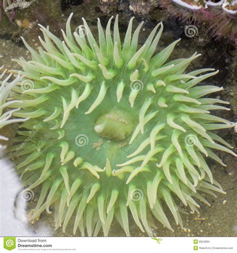 Giant Green Sea Anemone In A Tide Pool Stock Photo Image Of Macro