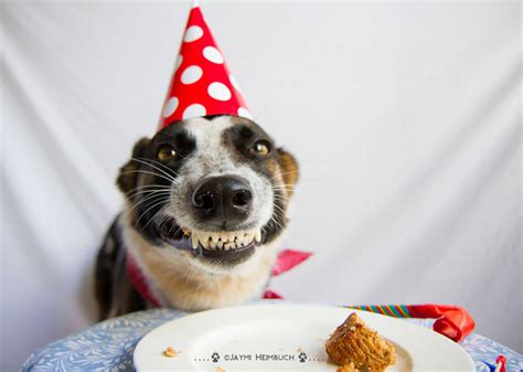 112 Pets Having Better Birthday Parties Than You Bored Panda