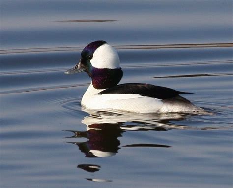 Pa Lornes Big Year Bufflehead Male Bird Life List Duck Pins Swans