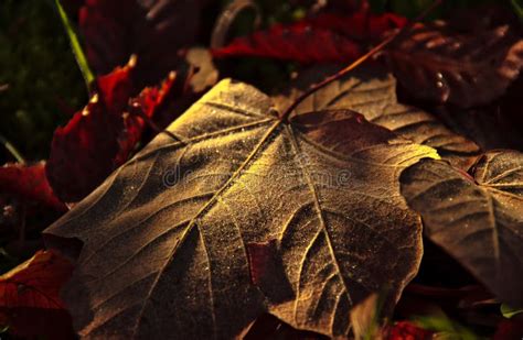 Golden Leaf Stock Image Image Of Autumn Gold Golden 34931007