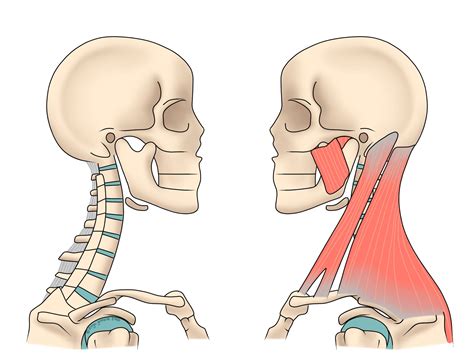 Neck Pain Beth Forrest Osteopathy