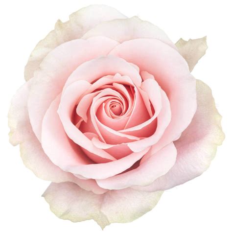 Rose Frutteto Florexpo Catalog