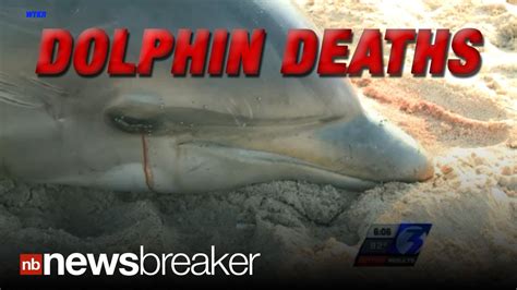 Dolphins Dying Authorities Alarmed At Mounting Deaths Youtube