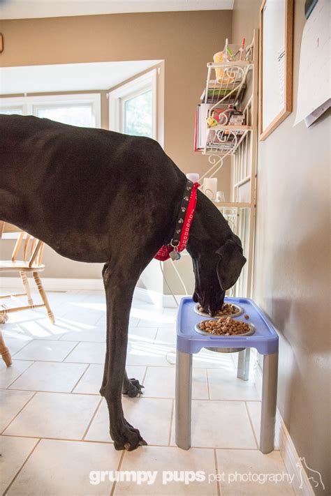 zeus worlds tallest dog dogs unleashed great dane photography grand rapids pet