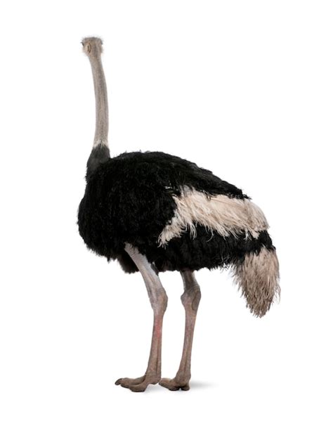 Premium Photo Male Ostrich Struthio Camelus Standing On A White Isolated