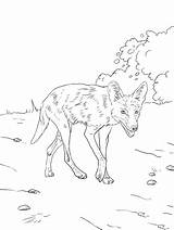 Coyote Realistic Supercoloring Onlinecoloringpages Howling sketch template